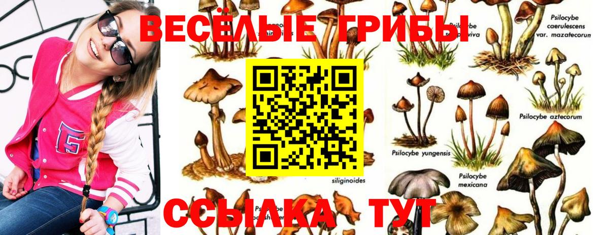 Псилоцибиновые грибы Cubensis Моршанск
